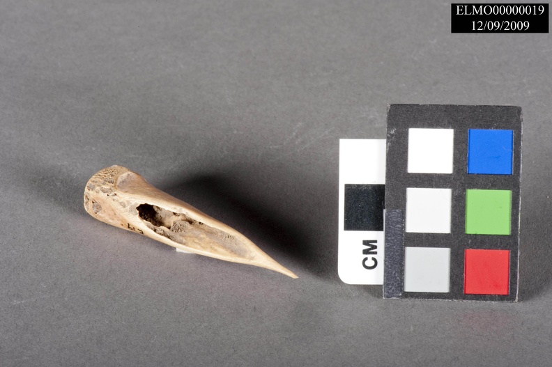 Well-used Mammal Bone Awl
