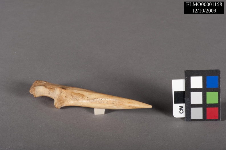 Awl Made from an Ulna