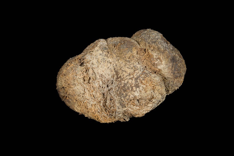 Sloth Dung, Alternate View