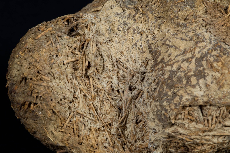 Sloth Dung, Detail