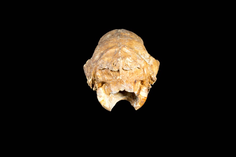 Shasta Ground Sloth Skull, Back