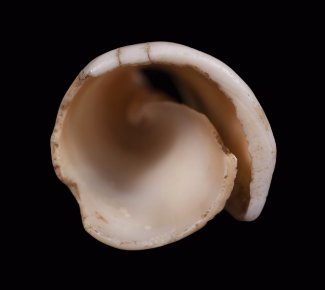 Conus Shell Tinkler, Alternate View