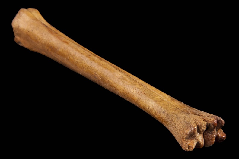 Artiodactyl Bone