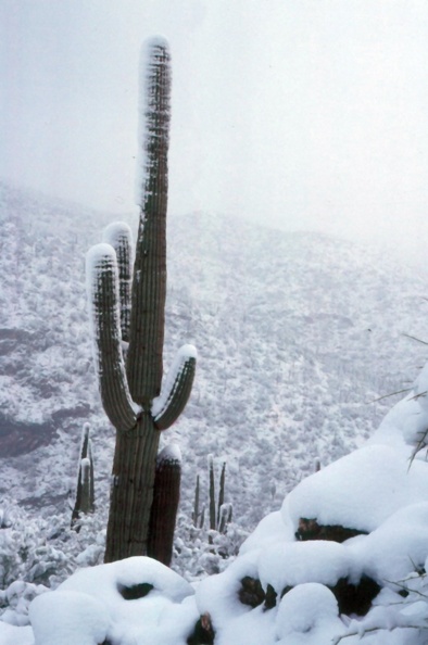 Saguaro_snow.jpg