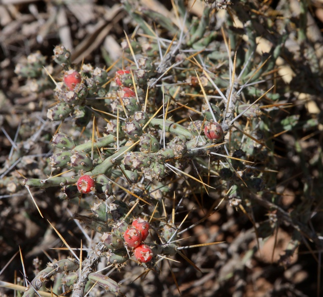 Christmas Cholla (Opuntia leptocaulis)