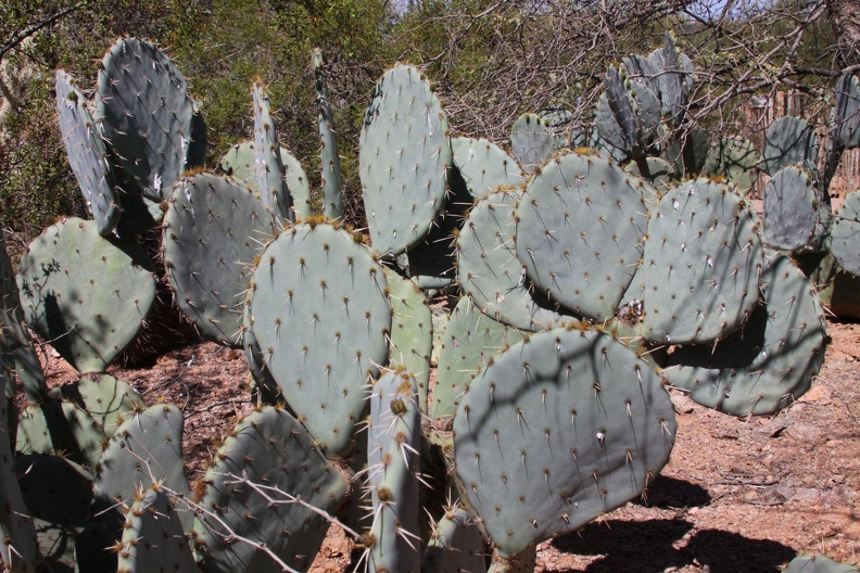 Prickly Pear (Opuntia spp.)