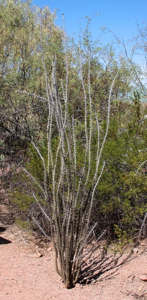 Ocotillo (Fouquieria splendens)