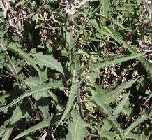 Big Bursage (Ambrosia ambrosioides)