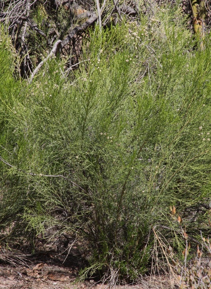 Mormon Tea (Ephedra spp.)