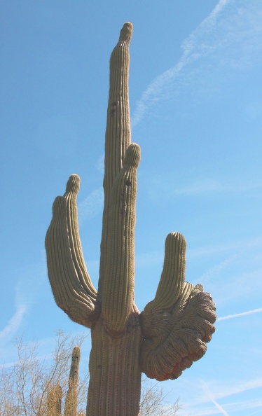 Saguaro (Carnegiea gigantea)