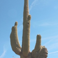 Saguaro (<i>Carnegiea gigantea</i>)
