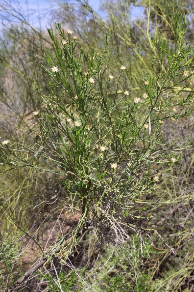 Desert Broom (Baccharis sarothroides)