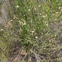 Desert Broom (<i>Baccharis sarothroides</i>)