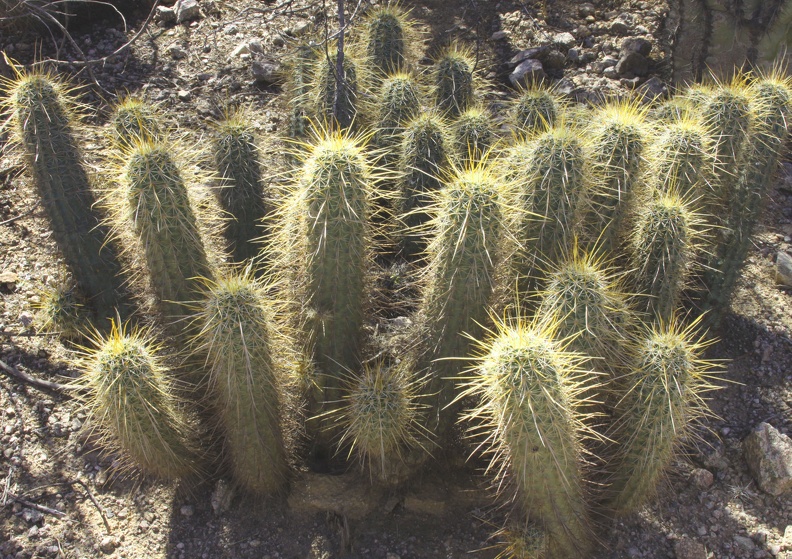 Hedgehog Cactus (Echinocereus spp.)