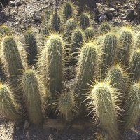 Hedgehog Cactus (Echinocereus spp.)