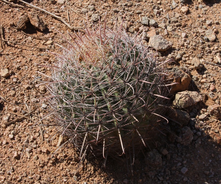 Arizona Barrel Cactus (Ferocactus wislizeni)