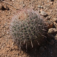 Arizona Barrel Cactus (<i>Ferocactus wislizeni</i>)