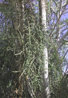 Desert Mistletoe (Phoradendron californicum)