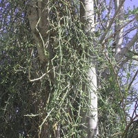 Desert Mistletoe (<i>Phoradendron californicum</i>)
