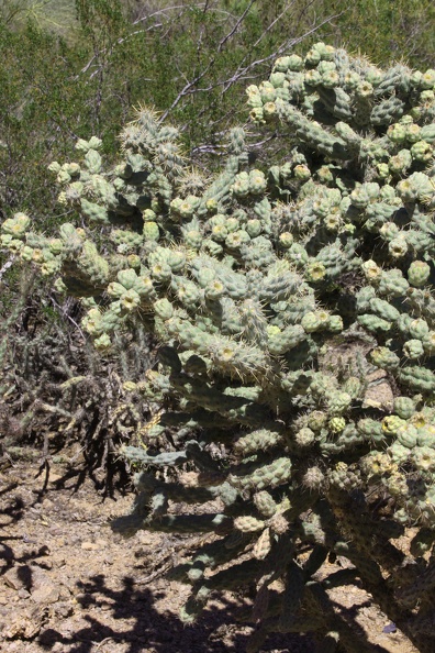 Cholla (Cylindropuntia spp.)