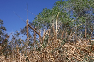 Desert Cattail (Typhus dominguensis)