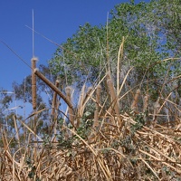 Desert Cattail (<i>Typhus dominguensis</i>)
