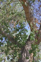 Fremont Cottonwood (Populus fremontii)