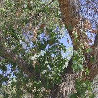 Fremont Cottonwood (Populus fremontii)