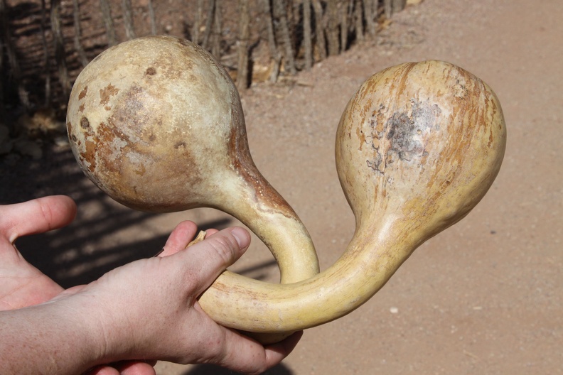 Dried Bottle Gourds (Lagenaria siceraria)