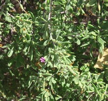 Wolfberry (Lycium spp.)
