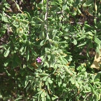 Wolfberry (<i>Lycium</i> spp.)