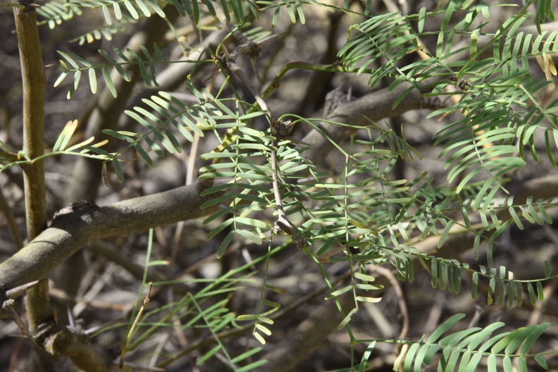 Mesquite (Prosopis spp.)