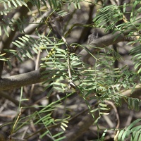 Mesquite (Prosopis spp.)