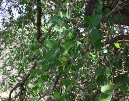 Mexican Blue Oak (Quercus oblongifolia)