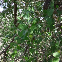 Mexican Blue Oak (<i>Quercus oblongifolia</i>)