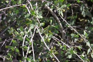 Shrub Live-Oak (Quercus turbinella)