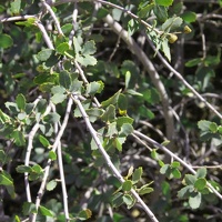 Shrub Live-Oak (Quercus turbinella)