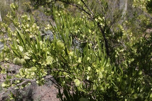 Hopbush (Dodonea viscosa)