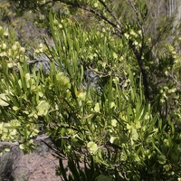 Hopbush (Dodonea viscosa)