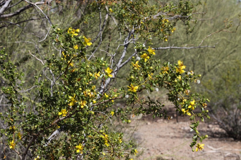 Creosote (Larrea tridentata)