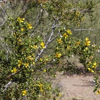 Creosote (Larrea tridentata)