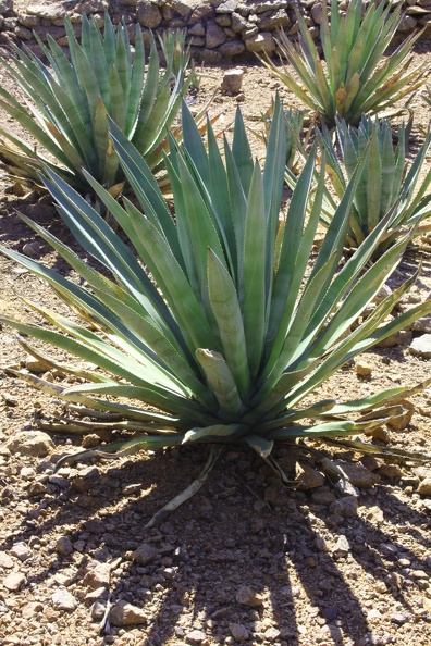 Murphy's Agave (Agave murpheyi)