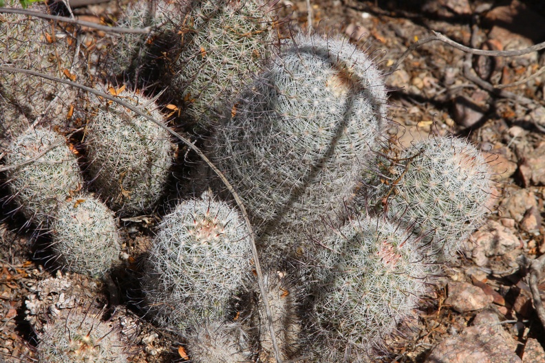 Pincushion Cactus (Mammillaria microcarpa)