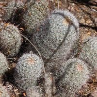 Pincushion Cactus (<i>Mammillaria microcarpa</i>)