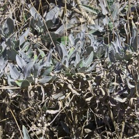 Guayule (Parthenium argentatum)