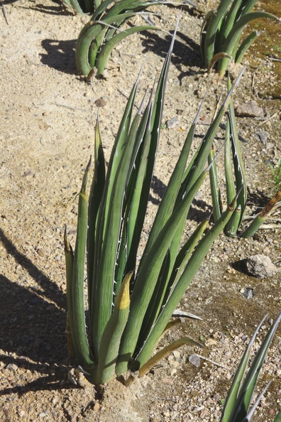 Lechuguilla (Agave lechuguilla)