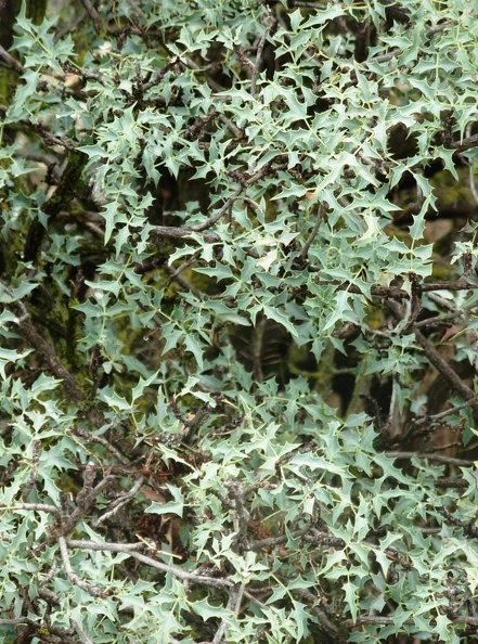 Mahonia (Berberis haematocarpa)