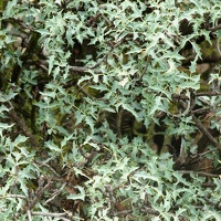Mahonia (Berberis haematocarpa)