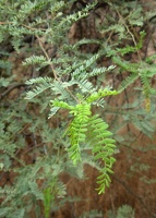 Velvet Mesquite (Prosopis velutina)