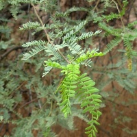 Velvet Mesquite (Prosopis velutina)